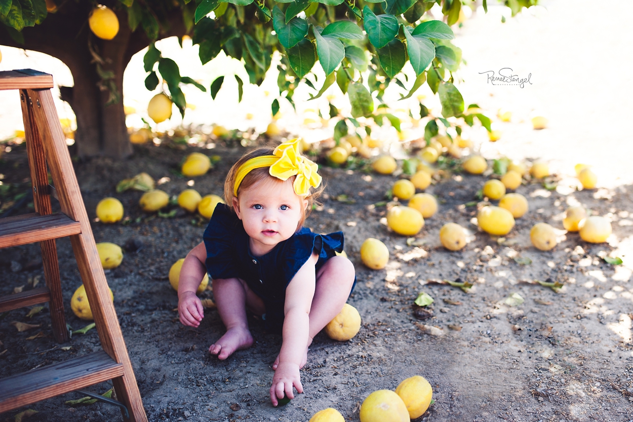 RENEE STENGEL Photography | Charlotte Underwater and Portrait Photographer | 18 Month Girl Under Lemon Tree | Baby Girl in Denim and Yellow | Milestone