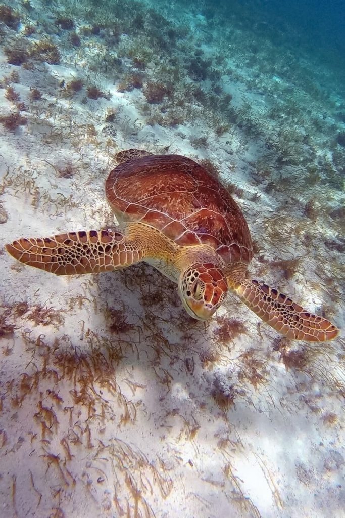 Giant Sea Turtle Grand Cayman Islands Shot with GoPro Hero Session5