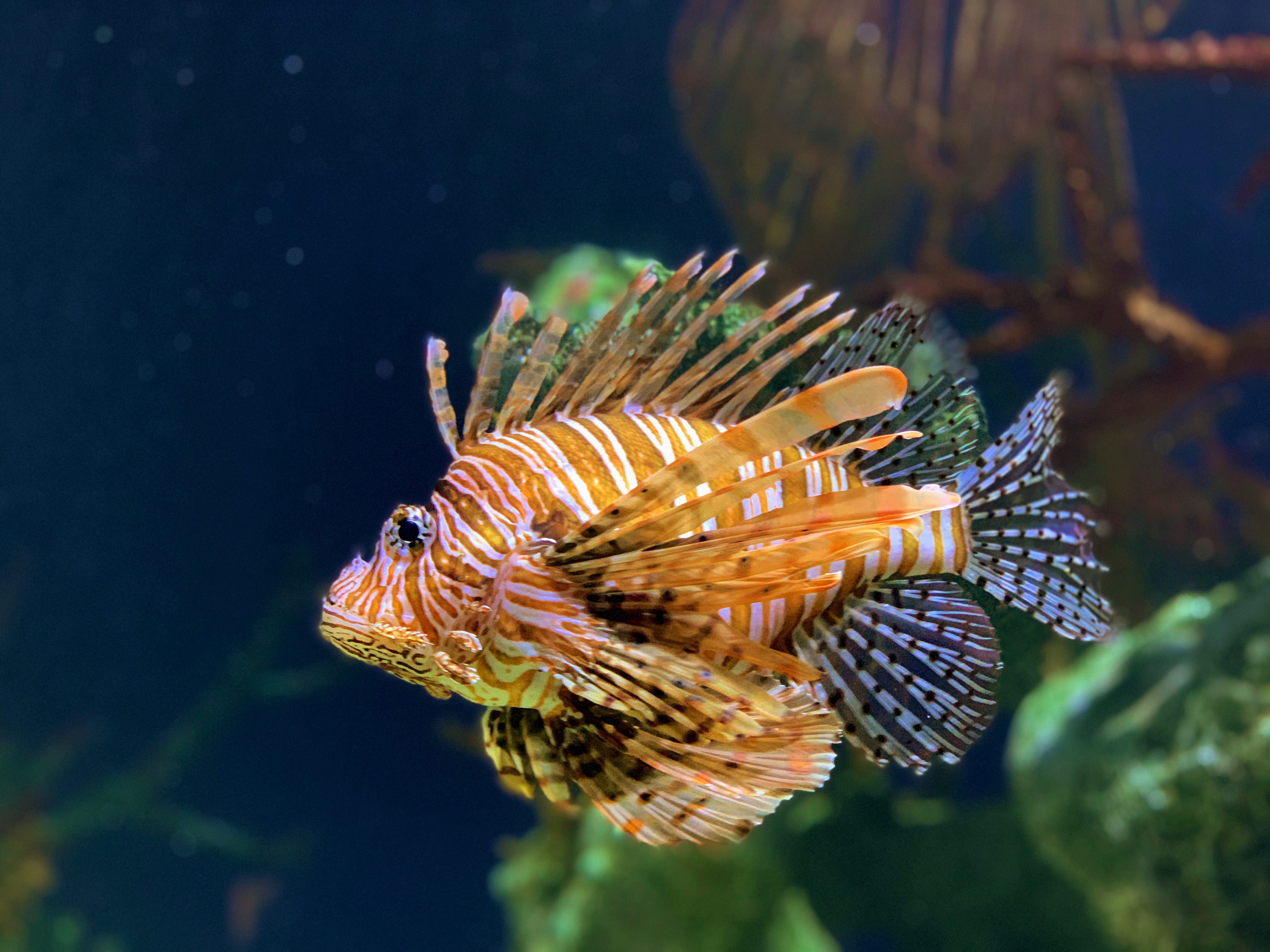Lionfish at Georgia Aquarium | Photo taken on Portrait Mode with iPhone XS